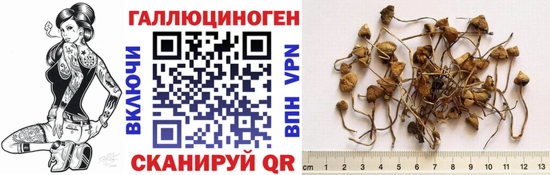 Галлюциногенные грибы Psilocybe  Мосальск 
