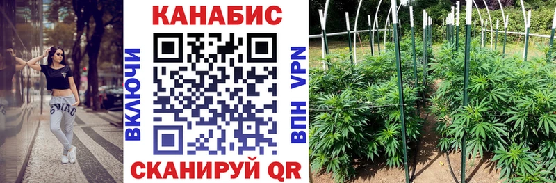 Конопля сатива что такое Мосальск